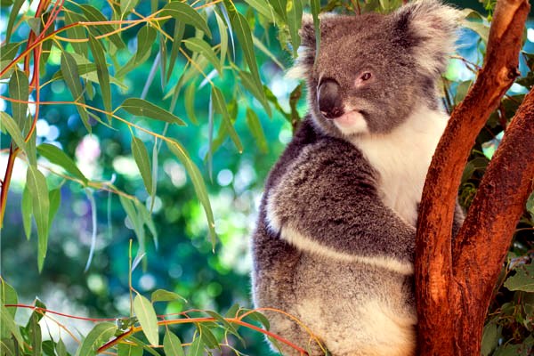 Australia